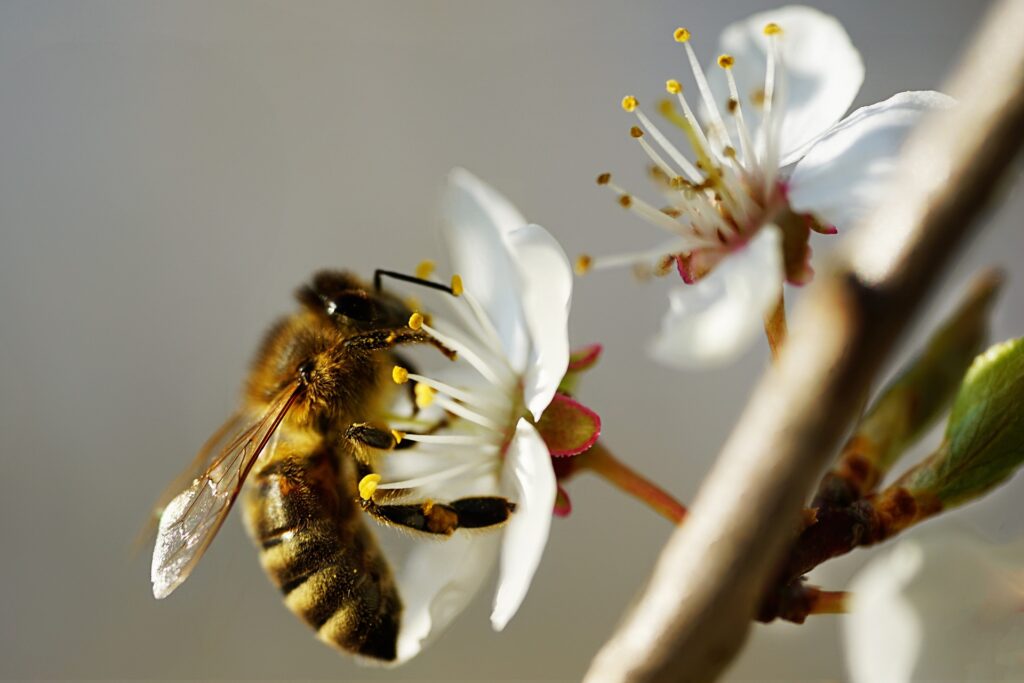 花粉を採る蜂